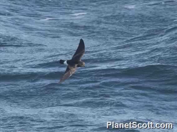 Wilson's Storm-Petrel (Oceanites oceanicus)