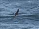 Wilsons Storm-Petrel (Oceanites oceanicus)