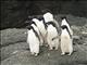 Adelie Penguin (Pygoscelis adeliae)