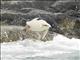 Adelie Penguin (Pygoscelis adeliae)