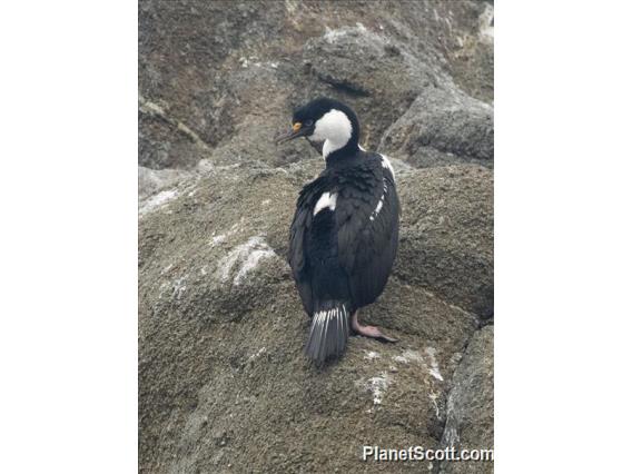 Antarctic Shag (Leucocarbo bransfieldensis)