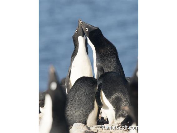 Adelie Penguin (Pygoscelis adeliae)