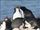 Adelie Penguin (Pygoscelis adeliae)