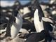 Adelie Penguin (Pygoscelis adeliae) - Dont want your rock