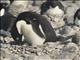 Adelie Penguin (Pygoscelis adeliae) - On Egg