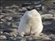 Adelie Penguin (Pygoscelis adeliae)