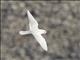 Snow Petrel (Pagodroma nivea)