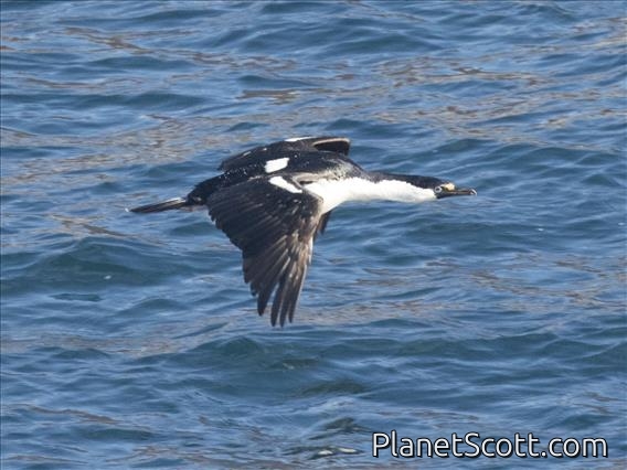 Imperial Cormorant (Leucocarbo atriceps)
