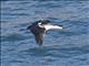 Antarctic Shag (Leucocarbo bransfieldensis)