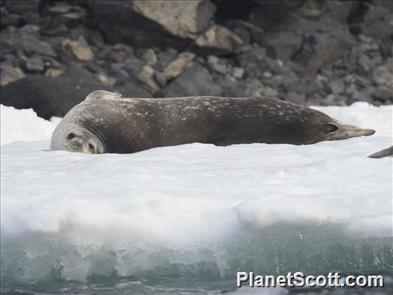 Weddell Seal (Leptonychotes weddellii)