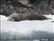 Weddell Seal (Leptonychotes weddellii)