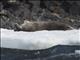 Weddell Seal (Leptonychotes weddellii)