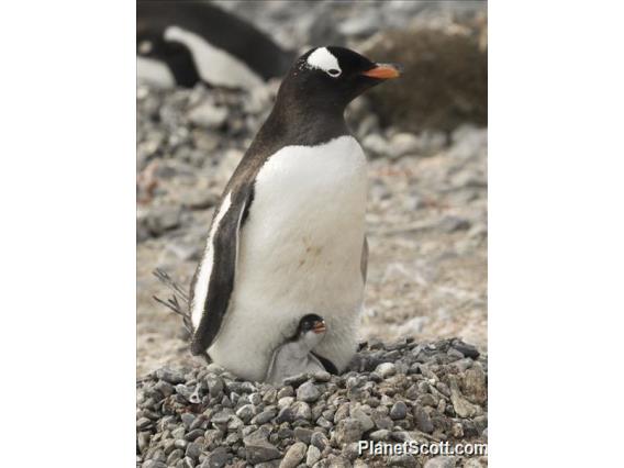 Gentoo Penguin (Pygoscelis papua)