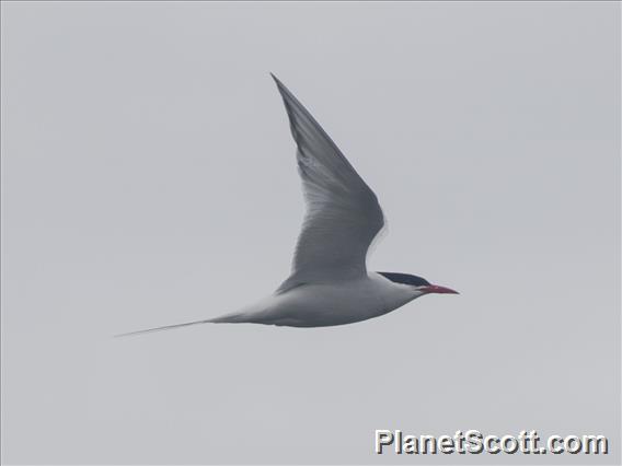 South American Tern (Sterna hirundinacea)