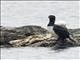 Magellanic Cormorant (Leucocarbo magellanicus)