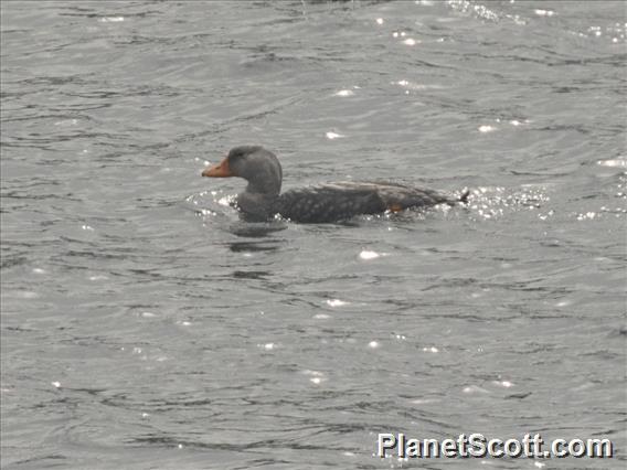 Flightless Steamer-Duck (Tachyeres pteneres)