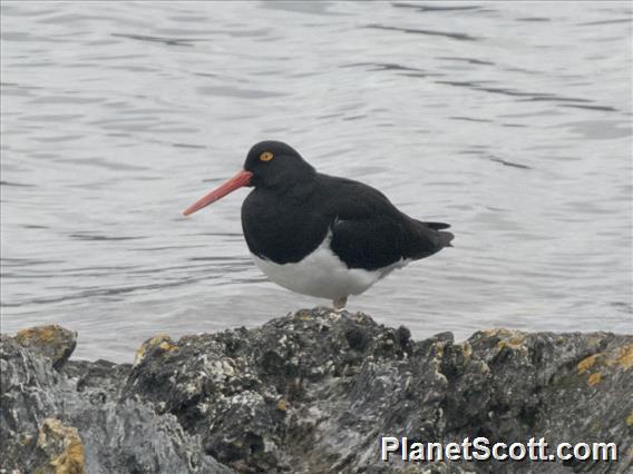 Magellanic Oystercatcher (Haematopus leucopodus)