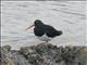 Magellanic Oystercatcher (Haematopus leucopodus)