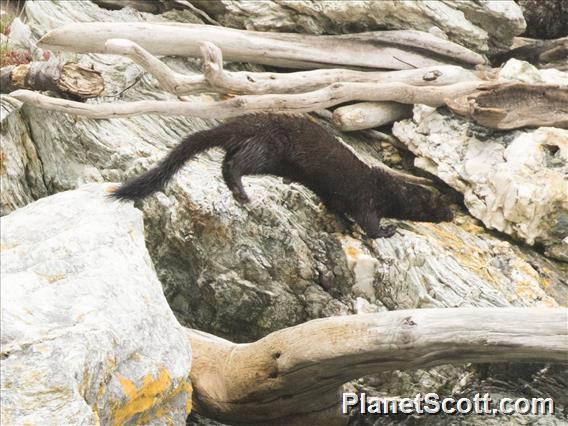 American Mink (Neogale vison)