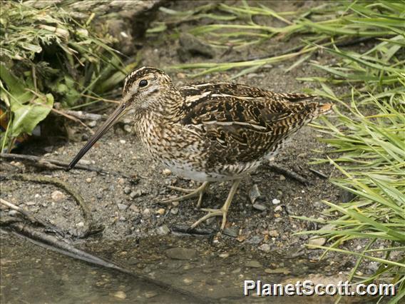 Magellanic Snipe (Gallinago magellanica)