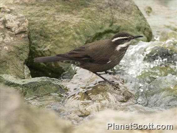 Dark-bellied Cinclodes (Cinclodes patagonicus)