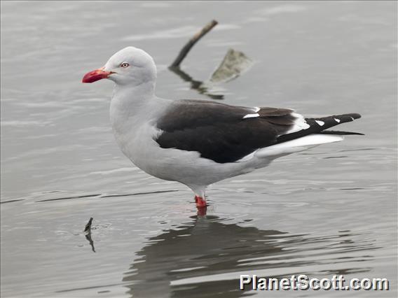 Dolphin Gull (Leucophaeus scoresbii)