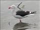 Dolphin Gull (Leucophaeus scoresbii)