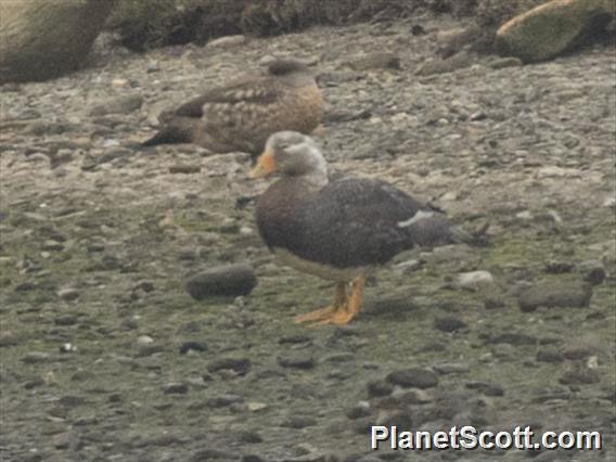 Flying Steamer-Duck (Tachyeres patachonicus)