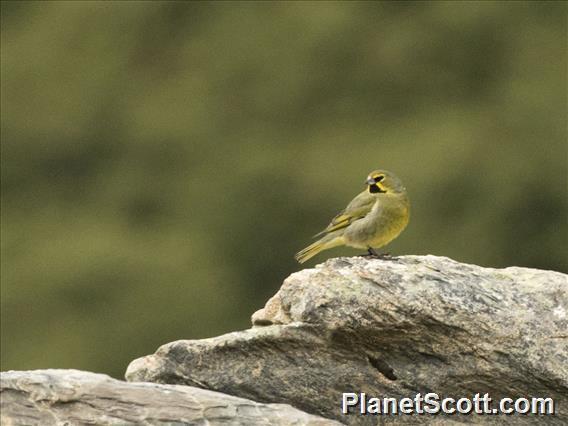 Yellow-bridled Finch (Melanodera xanthogramma)