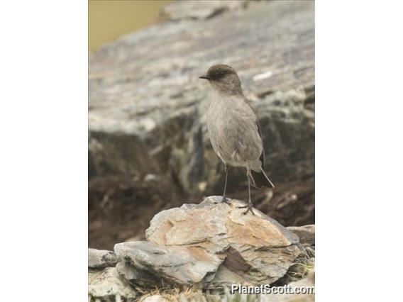 Dark-faced Ground-Tyrant (Muscisaxicola maclovianus)