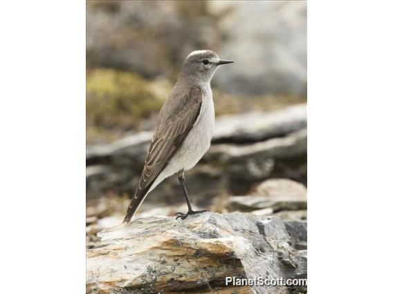 Ochre-naped Ground-Tyrant (Muscisaxicola flavinucha)