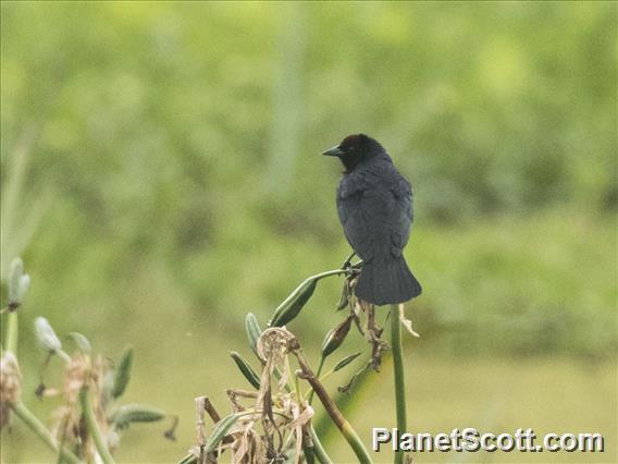 Chestnut-capped Blackbird (Chrysomus ruficapillus)