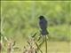 Chestnut-capped Blackbird (Chrysomus ruficapillus)