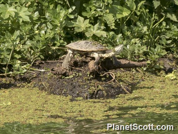 Hilaire’s Side-necked Turtle  (Phrynops hilarii)