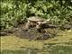 Hilaires Side-necked Turtle (Phrynops hilarii)