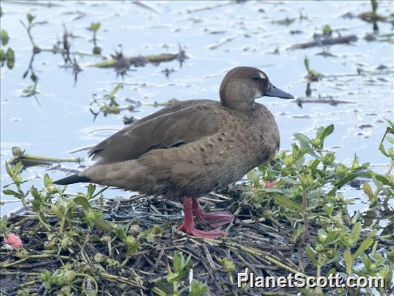 Brazilian Teal (Amazonetta brasiliensis)