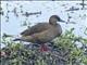 Brazilian Teal (Amazonetta brasiliensis) - Female