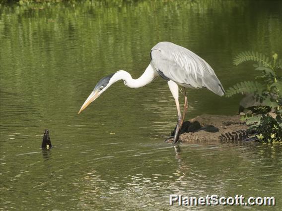 Cocoi Heron (Ardea cocoi)