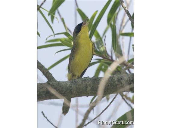 Southern Yellowthroat (Geothlypis velata)