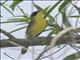 Masked Yellowthroat (Geothlypis aequinoctialis)