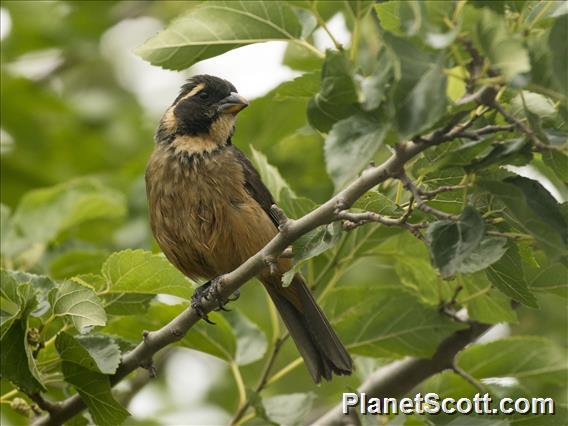 Golden-billed Saltator (Saltator aurantiirostris)