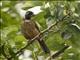 Golden-billed Saltator (Saltator aurantiirostris)