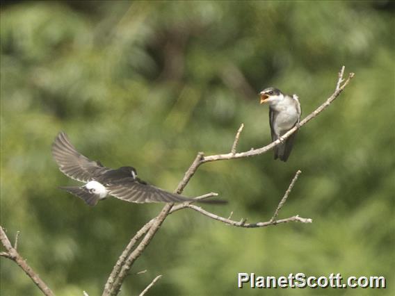 White-rumped Swallow (Tachycineta leucorrhoa)