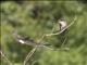 White-rumped Swallow (Tachycineta leucorrhoa)