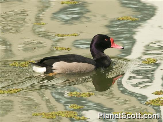 Rosy-billed Pochard (Netta peposaca)