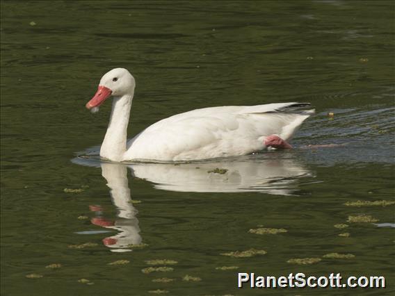 Coscoroba Swan (Coscoroba coscoroba)