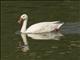 Coscoroba Swan (Coscoroba coscoroba)