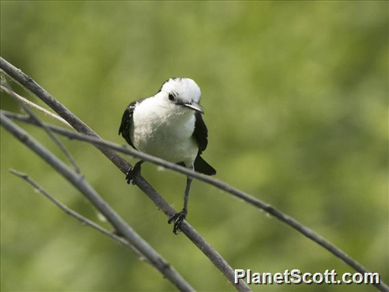 Black-backed Water-Tyrant (Fluvicola albiventer)