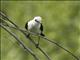 Black-backed Water-Tyrant (Fluvicola albiventer)