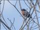 Black-and-rufous Warbling-Finch (Poospiza nigrorufa)